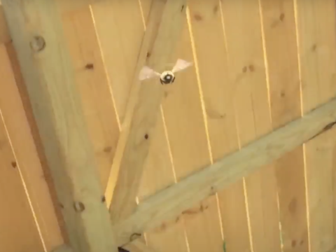 Critter Tube – Bees in Flight